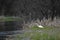 Great White Egret Waiting for a Fish