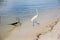 great white egret walking along lake bank with iron anchor by the shore, Marapendi Lagoon, Rio de Janeiro.