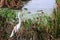 Great white egret in wetlands