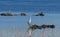 Great White Egret or White Heron