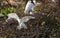 Great White Egret with wide wings