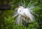 Great White Egret Wildlife Nesting at Florida Nature Bird Rookery