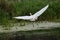 Great White Egret with Wings Fully Spread