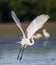 Great white egret with wings stretched out wide, takes off