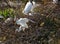 Great White Egrets