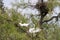 Great white egrets (Ardea alba) in Camargue