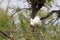 Great white egrets (Ardea alba) in Camargue