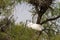 Great white egrets (Ardea alba) in Camargue