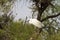 Great white egrets (Ardea alba) in Camargue