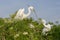 Great White Egrets Building Nest (Teamwork)