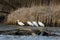 Great white egrets on the river bank looking for food in the reeds