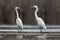 Great white egrets standing in lake in morning