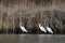 Great white egrets standing in the river