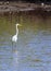 Great white heron