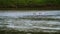 Great White Heron (aka Common Egret, ardea alba) in a River on Border of Nicaragua and Costa Rica