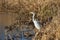 The great white heron along the water