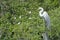 Great White Heron Bird