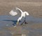 Great white heron catches a fish on the shore. Island Cayo Costa, Florida, Gulf of Mexico