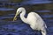 Great white heron eating a small fish near the shore in California.