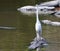 Great White Heron Egret Bird Florida Flying or Sitting in or over water.