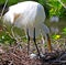 Great White Heron Egret Bird Florida Flying or Sitting in or over water.