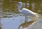 Great White Heron Egret Bird Florida Flying or Sitting in or over water.