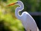 Great White Heron Egret Bird Florida Flying or Sitting in or over water.