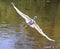 Great White Heron Egret Bird Florida Flying or Sitting in or over water.