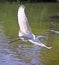 Great White Heron Egret Bird Florida Flying or Sitting in or over water.