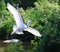 Great White Heron Egret Bird Florida Flying or Sitting in or over water.