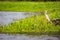 Great white Heron fishing in the low lake waters