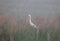 Great White Heron in the fog