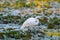 Great white heron hunting in the marsh lands