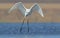 Great white heron landing with screams.