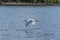 Great White Heron soaring over lake