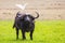 Great white heron stands on buffalo