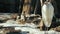 Great white heron stands on the snow egretta alba