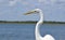 Great white heron waterside