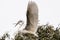 Great White Nesting Egret