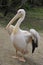 Great White Pelican