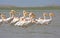 Great white pelican