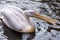 Great White Pelican, American white pelican, a large aquatic soaring bird