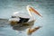 Great White Pelican On Arkansas River With His Wake Behind