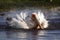 Great white pelican bathing, Lake Nakuru