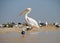 Great White Pelican on a beach in Senegal