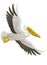 Great White Pelican Bird Flying