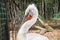 Great white pelican closeup portrait in zoo