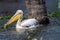 Great white pelican closeup wildlife portrait in lake naivasha, kenya, africa.