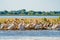 Great White Pelican colony sighted in the Danube Delta