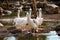 Great White Pelican enjoying the sunny day